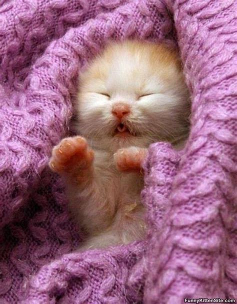 cute kitten sleeping | Cute animals, Kittens cutest, Baby cats