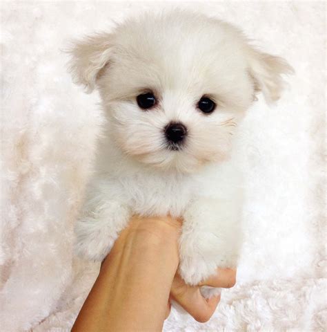 Teacup Maltipoo Puppy for sale "cece" - iHeartTeacups