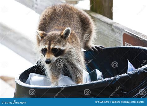 Racoon stock image. Image of trash, inobody, animal, away - 55051903