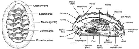 Polyplacophora - Allspira