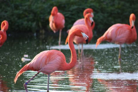 13 Places to See Flamingos in Florida | BirdJoy