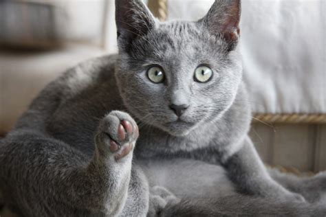 Russian Blue | Cats | Breed Information | Omlet