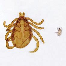 Tick and Mite, w.m. Microscope Slide | Carolina Biological Supply