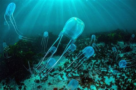 Box Jellyfish Venom: The Lethality Of Marine Stingers – Ocean Action Hub