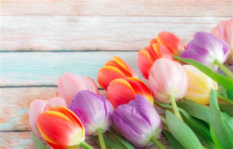 Wallpaper flowers, bouquet, spring, colorful, tulips, buds, fresh ...