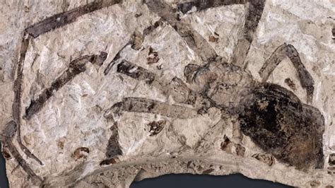 Ancient Fossilized Spider With a Tail Resembles the 'Alien' Face-hugger