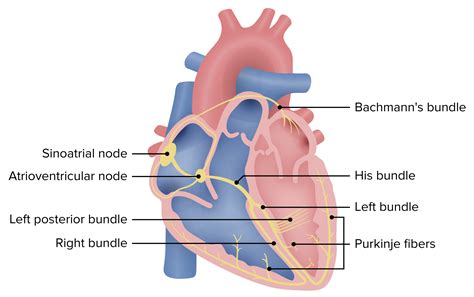 Atrioventricular block (AV block) | Concise Medical Knowledge