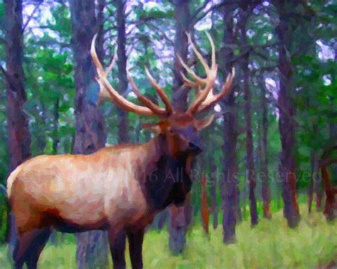 Elk, Elk Antlers, Elk Art, Elk Painting, Wildlife Painting, Elk Wall ...