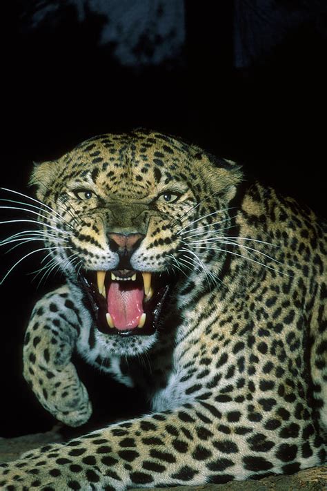 Angry Leopard Photograph by Mark Kostich - Fine Art America