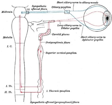 Miosis - Definition, Causes and Quiz | Biology Dictionary