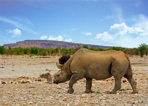 Wild Endangered Black Rhinoceros, with Horn Removed Stock Image - Image of horn, lipped: 302048247