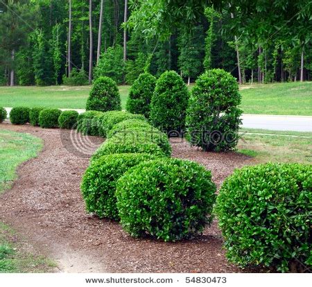 different kinds of shrubs | Diigo Groups