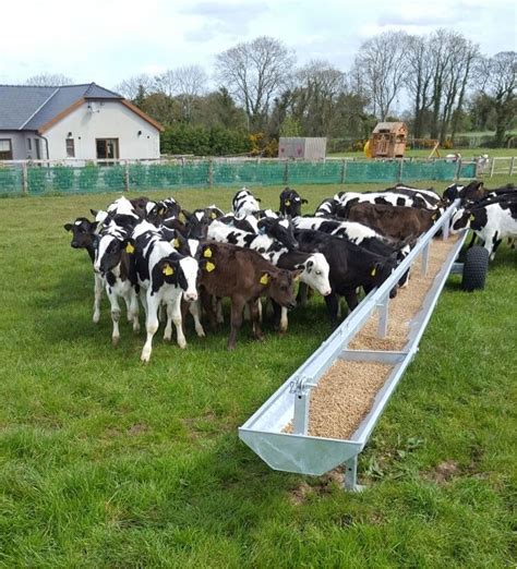 Cattle Feeding Equipment Supplier NI & Ireland | Mackins Newry