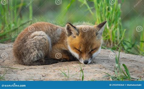 Baby Red Fox (Vulpes Vulpes) Sleeping Stock Photo - Image of ...