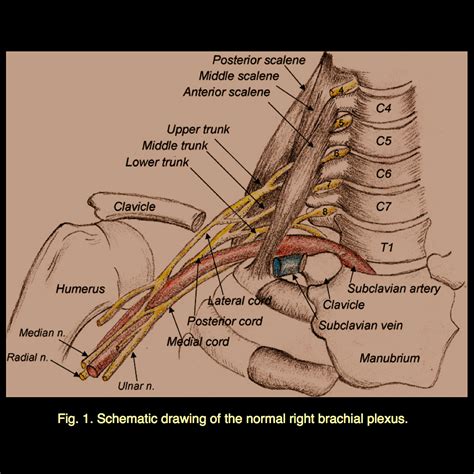 Brachial Plexus Anatomy - Viewing Gallery