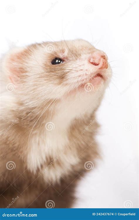 Details of Nose Variation of Angora Ferret Adult Female Stock Photo ...