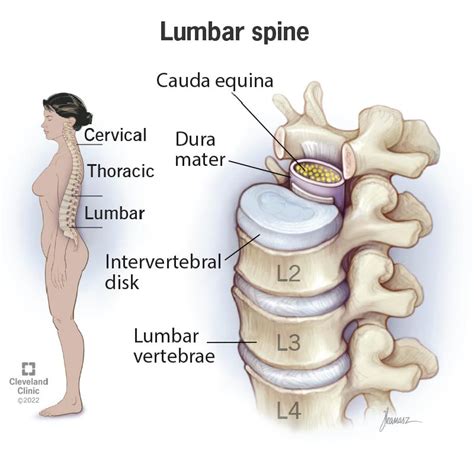 Sacral Vertebrae Diagram