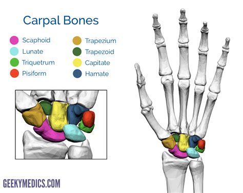 Bones of the Hand | Carpal Bones - Metacarpal bones | Geeky Medics