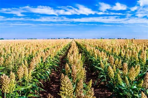 Fun Facts About Sorghum Harvest | Kansas Farm Food