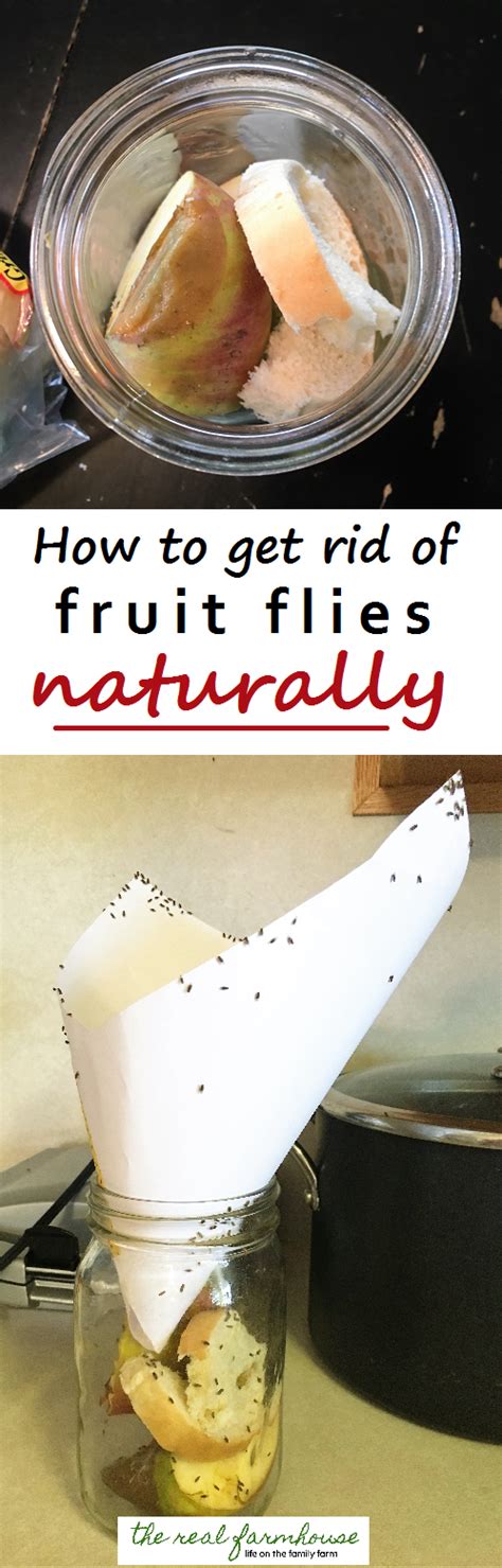 How to get rid of fruit flies naturally