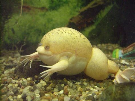 Albino African Clawed Frog Wallpapers HD Download