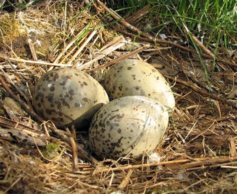 Northern Cardinal Eggs (Cardinalis Cardinalis) Stock Photo - Image of nest, eggs: 24146072