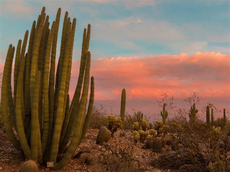 Arizona Sunset Photos – Arizona Nature Pictures | Desert Botanical Garden