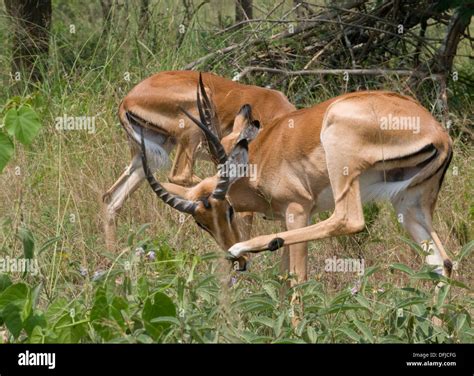 Young males ram Impala gazelle attractive antlers Northern Akagera Stock Photo: 61255924 - Alamy