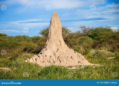 Termite mound stock photo. Image of nature, insects - 174110890