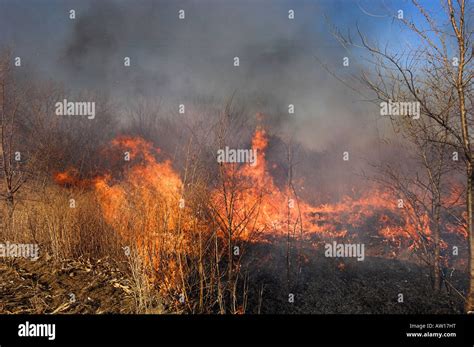 A grass fire burning through dry grass Stock Photo - Alamy