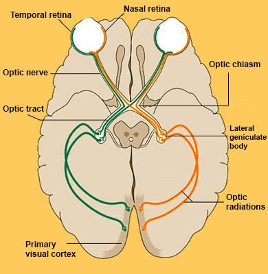 Visual Pathway : Anatomy : The Eyes Have It