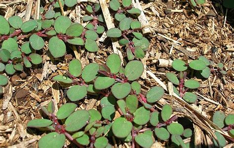 Spotted Spurge - Weed Control - Spring Touch Lawn & Pest Control