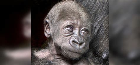 Calgary Zoo announces baby gorilla name | CityNews Calgary