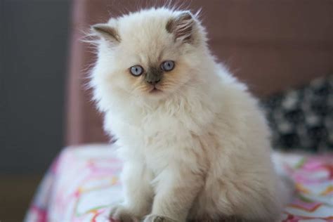 Top 12 Himalayan Cat Breeders: What To Look For