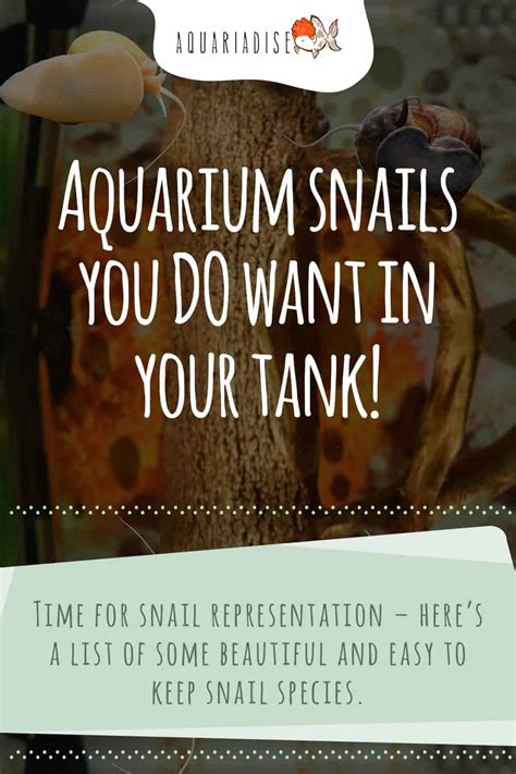 Aquarium Snails You Do Want In Your Tank! - Aquariadise