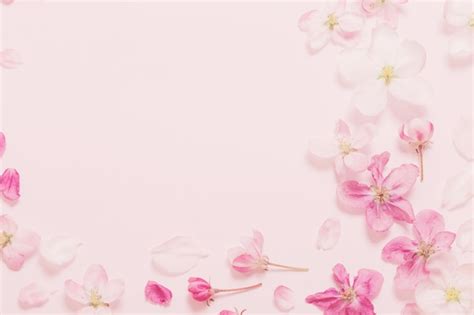 Premium Photo | Pink and white apple flowers on pink background