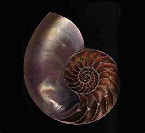 Spirals and Snails