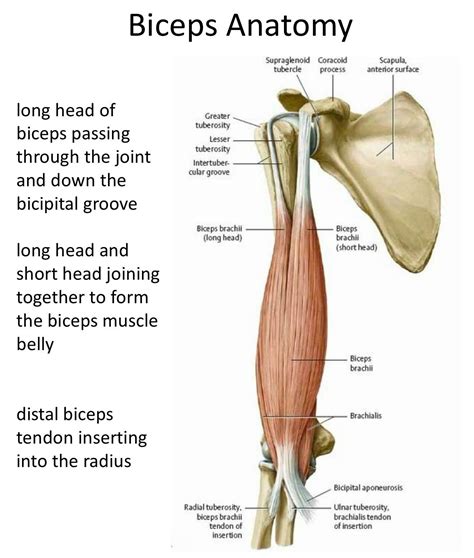 Muscle Belly, Bicep Muscle, Biceps Brachii, Shoulder Surgery, Scapula, Muscle Anatomy, Anatomy ...