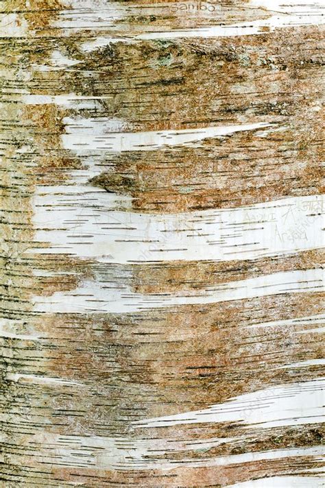 Bark of paper Birch, Betula papyrifera - Stock Image - C038/9380 ...