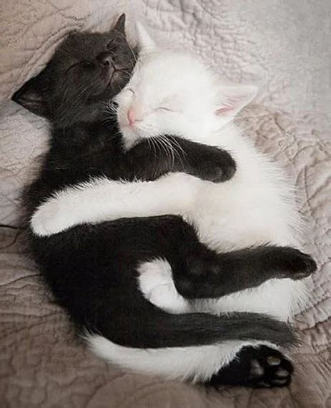 18 Incredibly Cute Pictures of Cuddling Cats