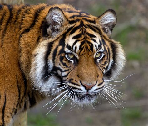 Sumatran Tiger Wallpapers Images Photos Pictures Backgrounds