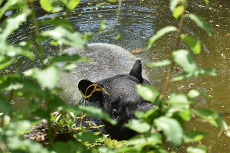 Tapir swimming by ShadowWolf2018 on DeviantArt