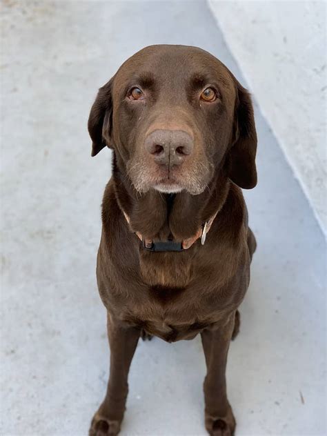 350 Best Chocolate Lab Names In The World- Remarkable