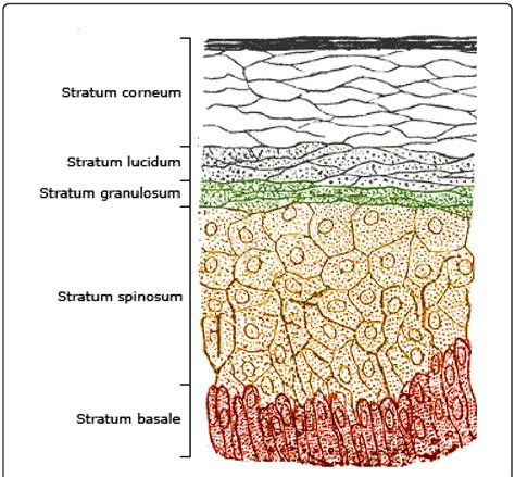 Microanatomy of stratum corneum depicting the layers of epidermis. It... | Download Scientific ...