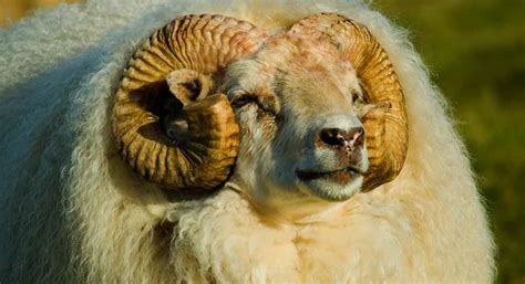 Do Sheep Have Horns - Looking At Rams, Ewes and Lambs