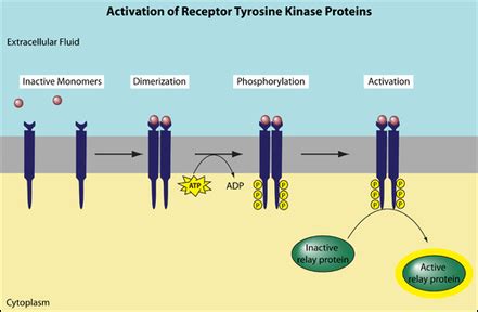 Tyrosine-Kinase - AP Biology