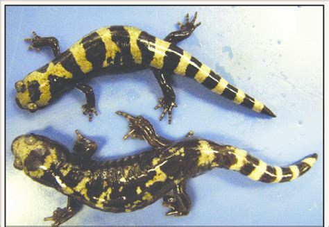 Two morphs of Ambystoma opacum showing typical morph (above) and... | Download Scientific Diagram