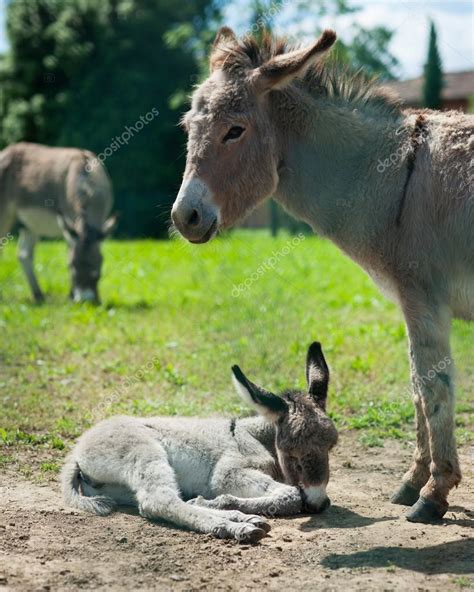 Mother and baby donkey in meadow ⬇ Stock Photo, Image by © pio3 #55756573