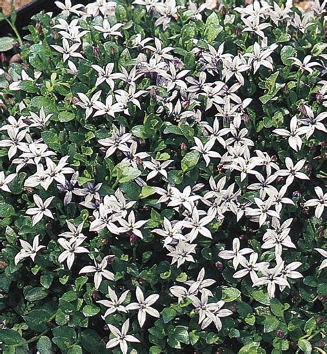 Blue Star Creeper Ground Cover at Lowes.com