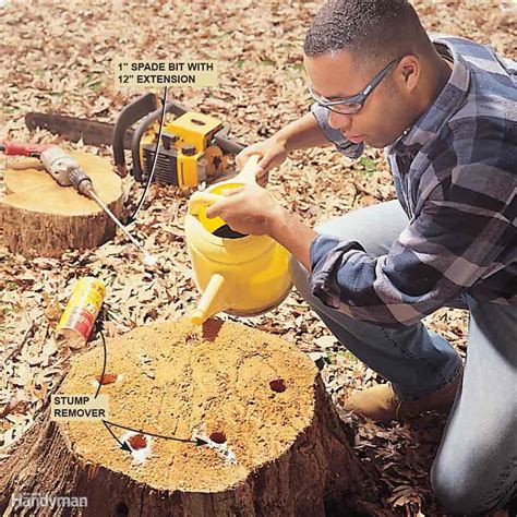 31+ Small tree root removal machine ideas | orchidtree